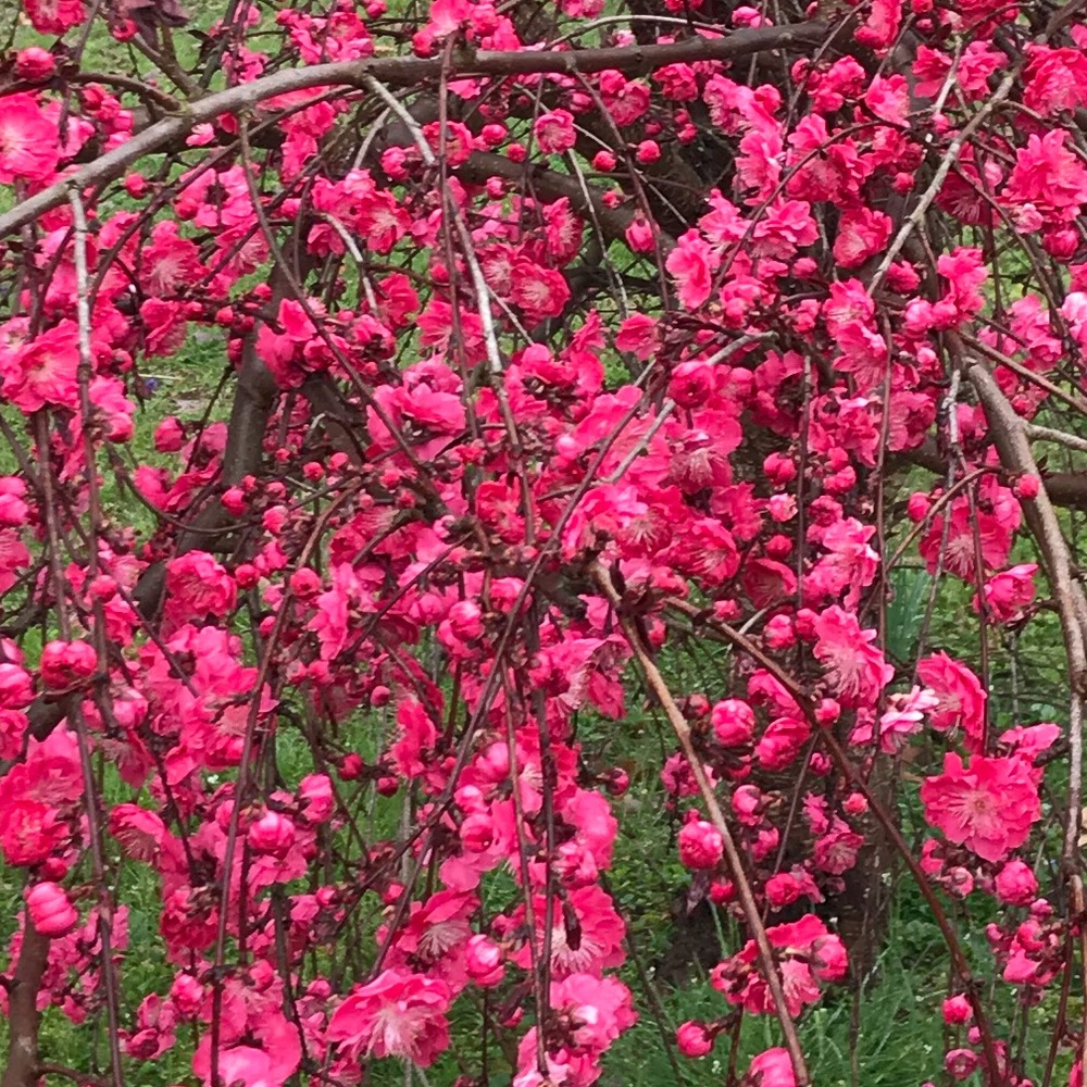 Meet your Posher, Brooklyn